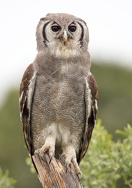 Verreauxs Eagle Owl